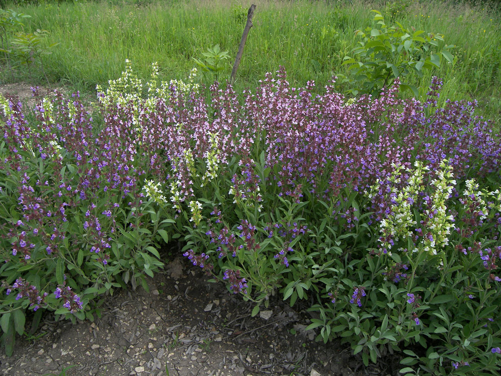 Plant Image